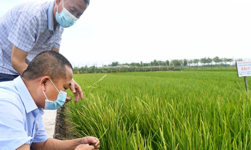 Researchers check the growth of rice at an agricultural science and technology demonstration base in Midong District, Urumqi, northwest China's Xinjiang Uygur Autonomous Region, July 5, 2022. (Xinhua/Wang Fei)