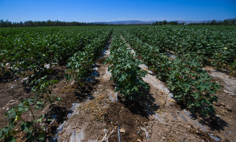 A cotton field watered with drip irrigation is seen in Manas County, northwest China's Xinjiang Uygur Autonomous Region, June 30, 2022. (Xinhua/Wang Fei)