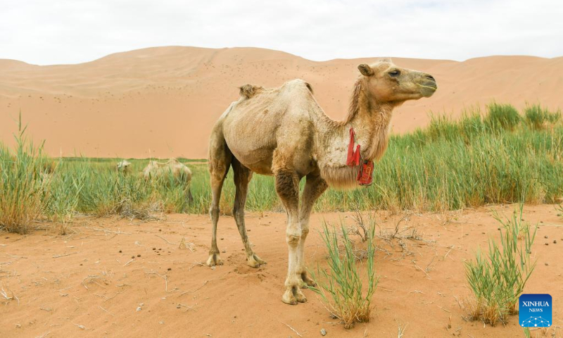 Photo taken on July 13, 2022 shows a camel at the Badain Jaran Desert in north China's Inner Mongolia Autonomous Region. (Xinhua/Bei He)