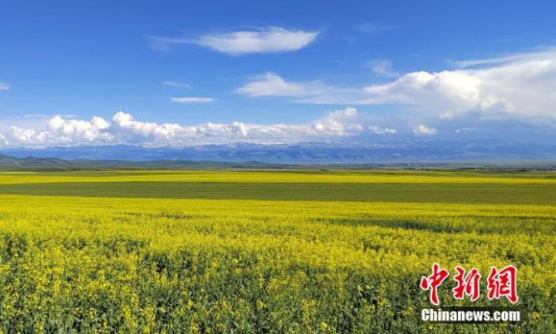 Golden cole flowers bloom in Zhaosu County, northwest China's Xinjiang Uyghur Autonomous Region, July 12, 2022. (Photo: China News Service/Zhang Zhiqinag)