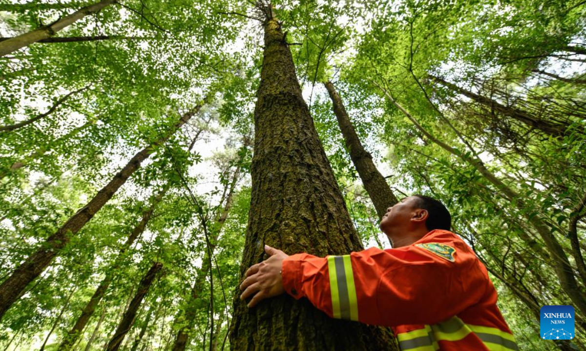 A staff worker estimates the diameter of a tree in Changpoling National Forest Park in Guiyang, southwest China's Guizhou Province, July 13, 2022. Photo:Xinhua