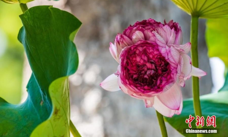 A thousand-petal lotus flower is in full bloom at Xuanwu Lake park in Nanjing, east China's Jiangsu Province, July 13, 2022. (Photo: China News Service/Chang Cheng)