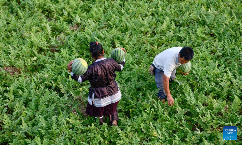 Villagers harvest watermelons in Zhongcheng Town of Rongjiang County, southwest China's Guizhou Province, July 16, 2022. (Xinhua/Yang Wenbin)