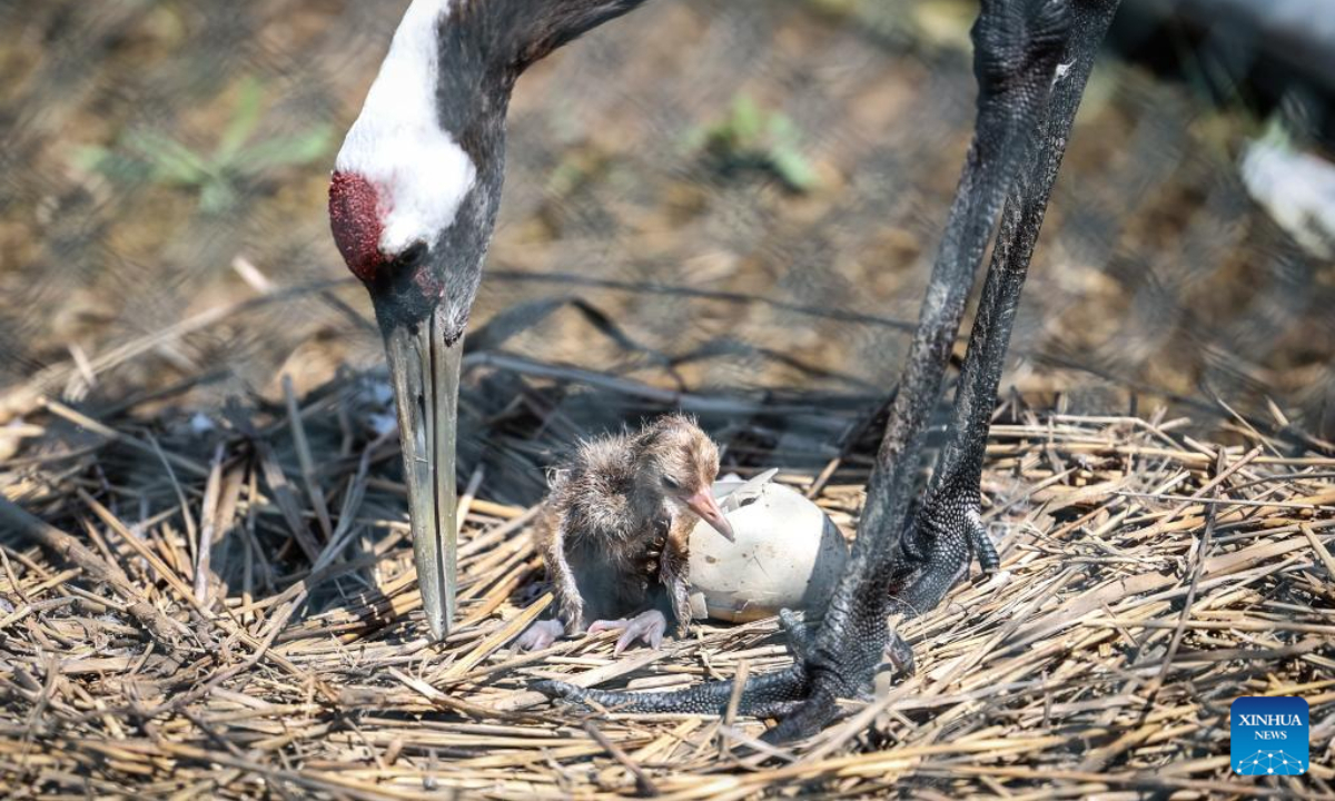 A red-crowned crane tends its baby in a crane breeding and protection station under the Forestry and Wetland Protection Service Center in Panjin City, northeast China's Liaoning Province, July 14, 2022. Photo:Xinhua