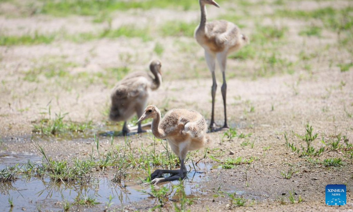 Baby red-crowned cranes are pictured in a crane breeding and protection station under the Forestry and Wetland Protection Service Center in Panjin City, northeast China's Liaoning Province, July 14, 2022. Photo:Xinhua