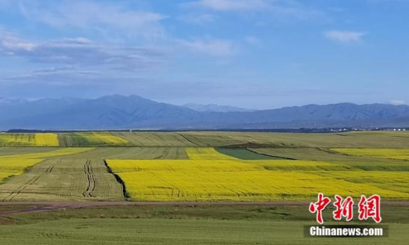 Golden cole flowers bloom in Zhaosu County, northwest China's Xinjiang Uyghur Autonomous Region, July 12, 2022. (Photo: China News Service/Zhang Zhiqinag)