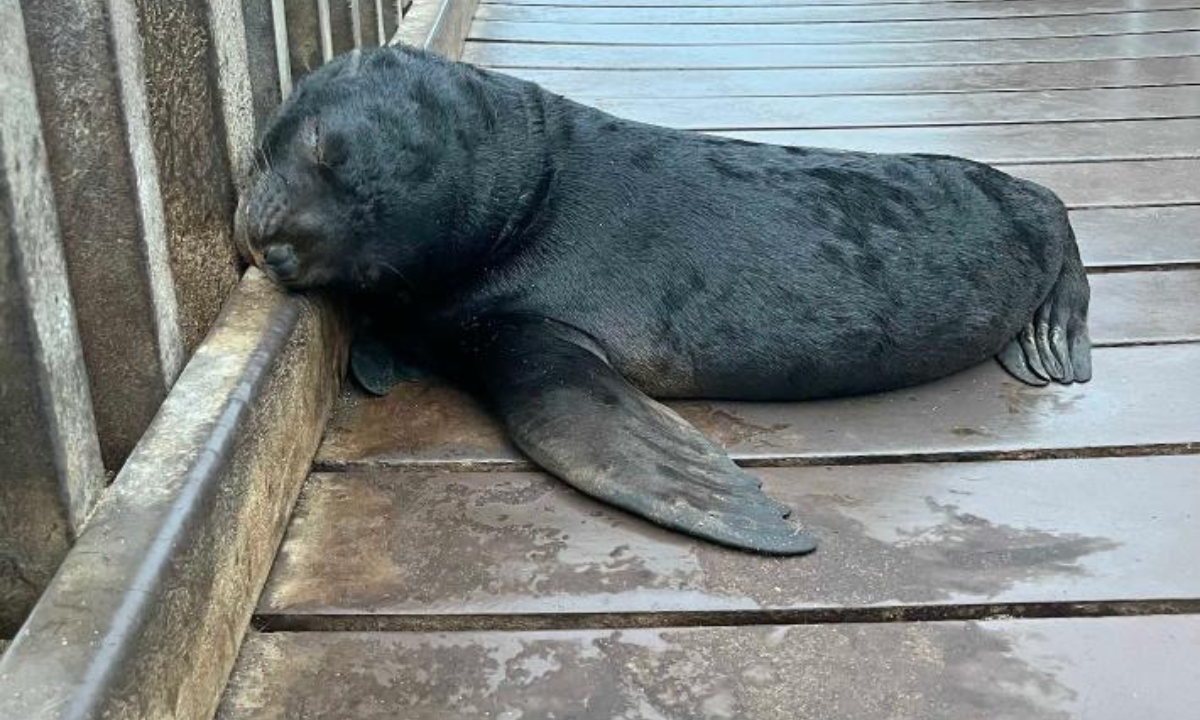 272 seals rescued in first 6 months this year along Namibia's coastline
