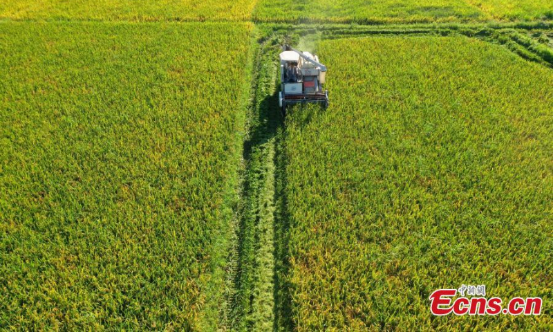2022年7月10日，在中国东部江西省吉安市太和县，一名村民在收割早稻。江西农民期待今年水稻大丰收。  （图片：中新社/邓和平）