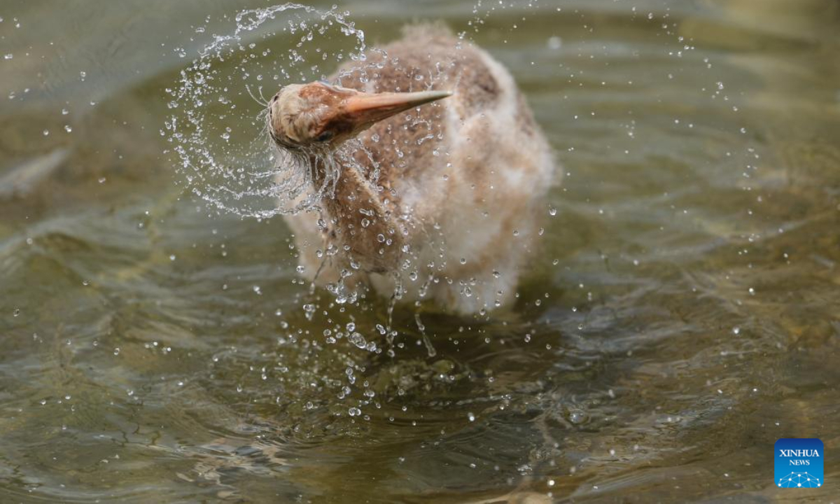 A baby red-crowned crane is pictured in a crane breeding and protection station under the Forestry and Wetland Protection Service Center in Panjin City, northeast China's Liaoning Province, July 13, 2022. Photo:Xinhua