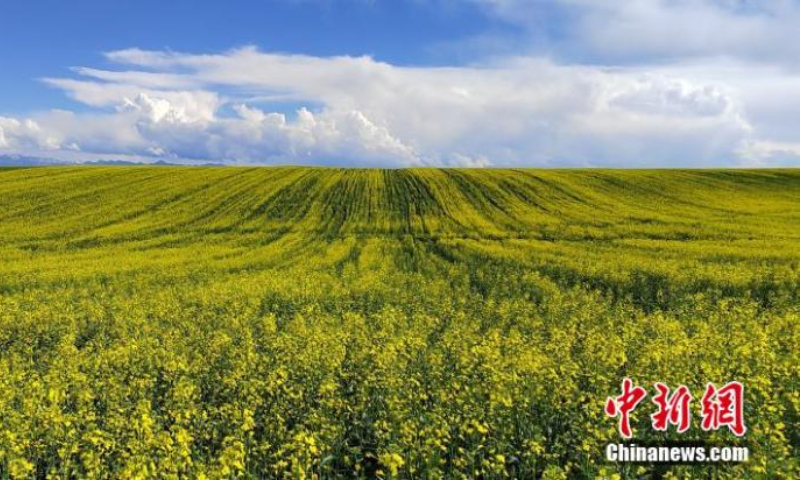 Golden cole flowers bloom in Zhaosu County, northwest China's Xinjiang Uyghur Autonomous Region, July 12, 2022. (Photo: China News Service/Zhang Zhiqinag)