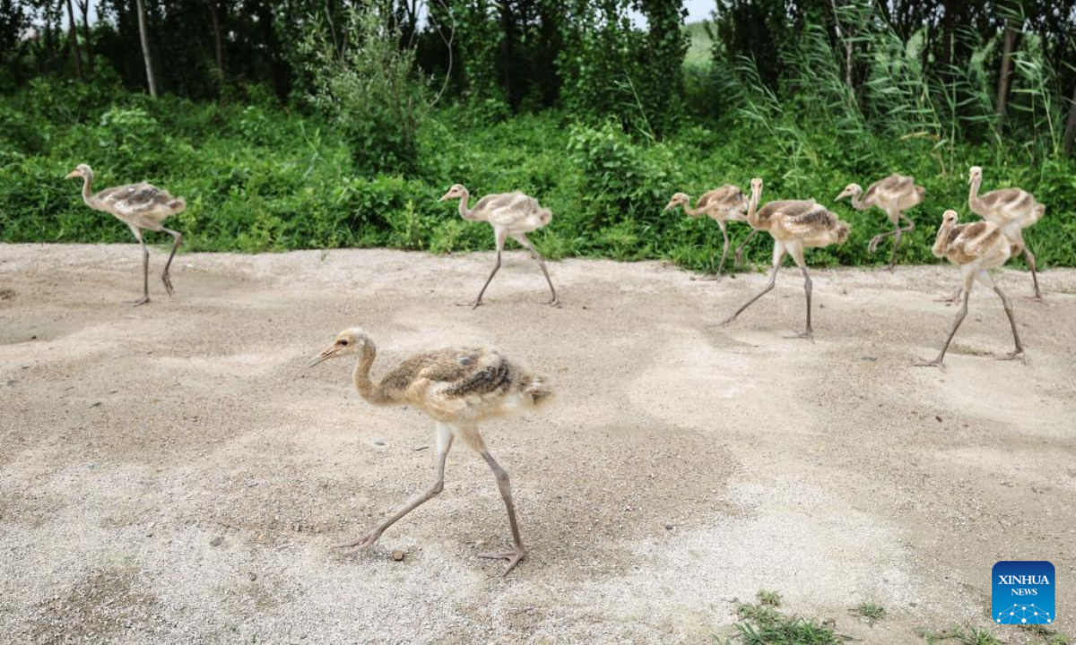 Baby red-crowned cranes are pictured in a crane breeding and protection station under the Forestry and Wetland Protection Service Center in Panjin City, northeast China's Liaoning Province, July 13, 2022. Photo:Xinhua