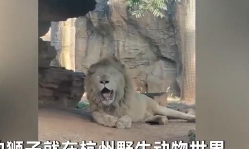 The African lion breathing like a dog. Screenshot of D Video