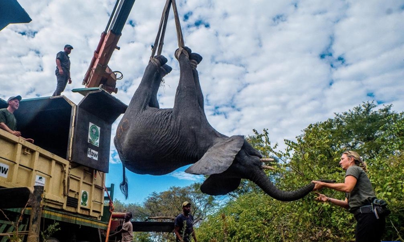 Wildlife officers load an elephant into a truck at Liwonde National Park in Machinga, Malawi, July 10, 2022. Malawi has carried out a program to translocate 250 elephants and 405 additional wildlife from Liwonde National Park to Kasungu National Park as part of a national conservation initiative.(Photo: Xinhua)
