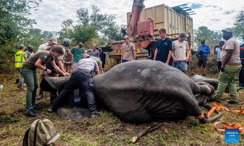 Wildlife officers prepare to translocate an elephant from Liwonde National Park in Machinga, Malawi, July 10, 2022. Malawi has carried out a program to translocate 250 elephants and 405 additional wildlife from Liwonde National Park to Kasungu National Park as part of a national conservation initiative.(Photo: Xinhua)