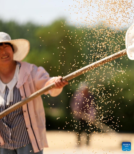 A farmer airs wheat berries in Tancheng County, east China's Shandong Province, June 7, 2022. China has reaped summer grain harvest with a 1-percent year-on-year growth in total output, the country's statistics bureau said Thursday. China's total grain output reached 147.39 million tonnes in this year's summer harvest, up 1.434 million tonnes from last year, according to the National Bureau of Statistics (NBS).(Photo: Xinhua)