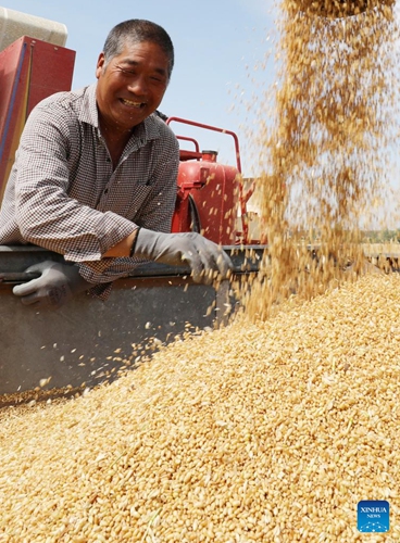 A farmer puts wheat berries into a vehicle in a field in Tancheng County, east China's Shandong Province, May 26, 2022. China has reaped summer grain harvest with a 1-percent year-on-year growth in total output, the country's statistics bureau said Thursday.(Photo: Xinhua)