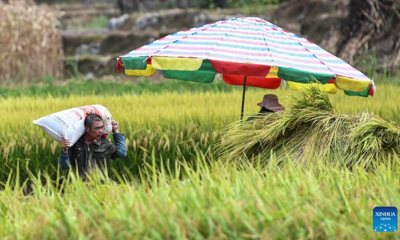 Farmers work in a paddy field in Mingfeng Village, Dahua Yao Autonomous County, south China's Guangxi Zhuang Autonomous Region, July 20, 2022.(Photo: Xinhua)