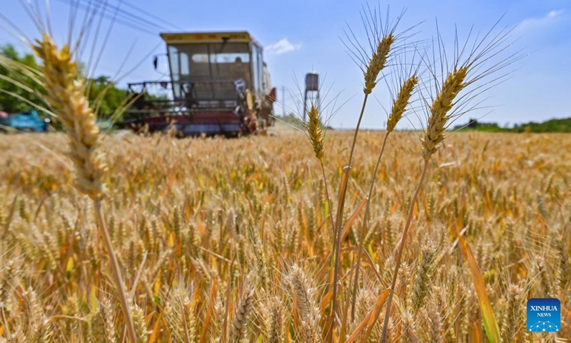 A harvester shuttles through wheat fields in Qingzhou City, east China's Shandong Province, June 7, 2022. China has reaped summer grain harvest with a 1-percent year-on-year growth in total output, the country's statistics bureau said Thursday. China's total grain output reached 147.39 million tonnes in this year's summer harvest, up 1.434 million tonnes from last year, according to the National Bureau of Statistics (NBS).(Photo: Xinhua)