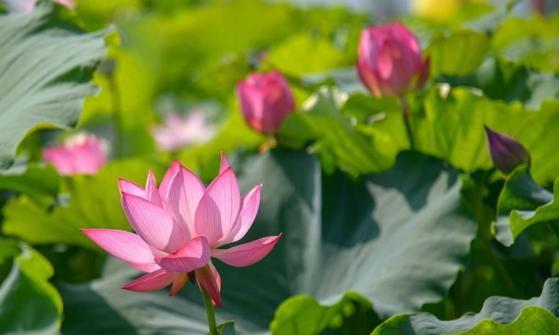 Photo taken on July 15, 2022 shows blooming lotus flowers in Suma Village of Baiyunhu subdistrict in Jinan, east China's Shandong Province.Photo:Xinhua