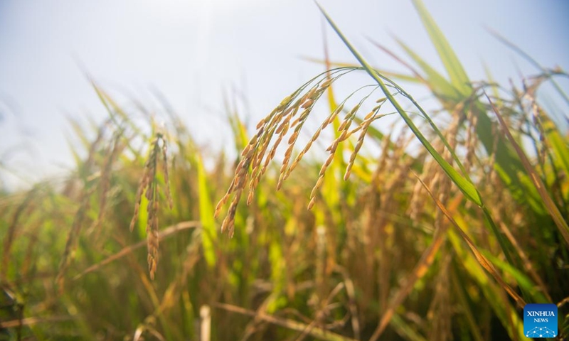 Photo taken on July 16, 2022 shows rice ears in Xuefengshan Village of Taojiang County, central China's Hunan Province.Photo:Xinhua