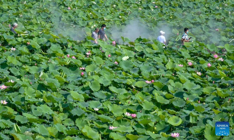 Tourists visit a lotus pond in Suma Village of Baiyunhu subdistrict in Jinan, east China's Shandong Province, July 15, 2022.Photo:Xinhua