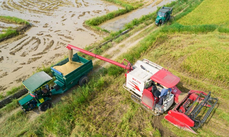 Aerial photo taken on July 16, 2022 shows a farmer loading the harvested rice in Xuefengshan Village of Taojiang County, central China's Hunan Province.Photo:Xinhua