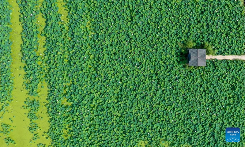 Aerial photo taken on July 15, 2022 shows lotus ponds in Suma Village of Baiyunhu subdistrict in Jinan, east China's Shandong Province.Photo:Xinhua