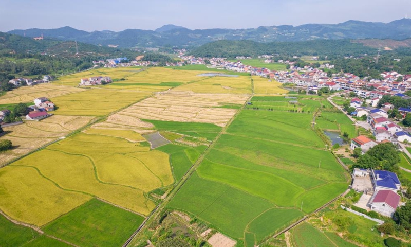 Aerial photo taken on July 16, 2022 shows rice fields in Xuefengshan Village of Taojiang County, central China's Hunan Province.Photo:Xinhua