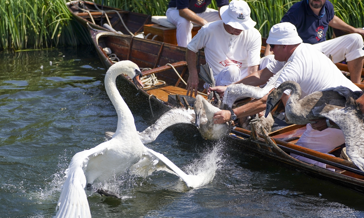 Swan census Global Times