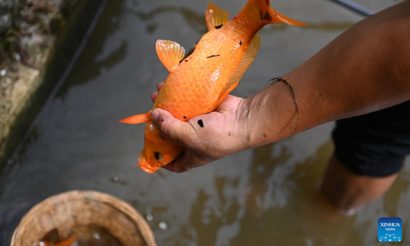 Photo taken on July 19, 2022 shows a fish caught by a farmer in a protection area of the rice-fish co-culture system in Qingtian County, east China's Zhejiang Province. The rice-fish co-culture system in Qingtian has a history of more than 1,300 years and was listed in the world's first group of the Globally Important Agricultural Heritage Systems (GIAHS) designated by the Food and Agriculture Organization of the United Nations (FAO) in 2005.(Photo: Xinhua)