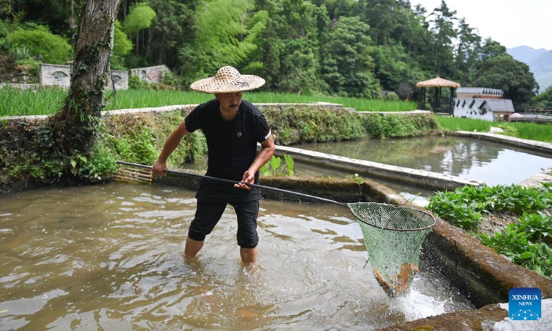 A farmer releases a fish into a rice field in a protection area of the rice-fish co-culture system in Qingtian County, east China's Zhejiang Province, July 19, 2022. The rice-fish co-culture system in Qingtian has a history of more than 1,300 years and was listed in the world's first group of the Globally Important Agricultural Heritage Systems (GIAHS) designated by the Food and Agriculture Organization of the United Nations (FAO) in 2005.(Photo: Xinhua)