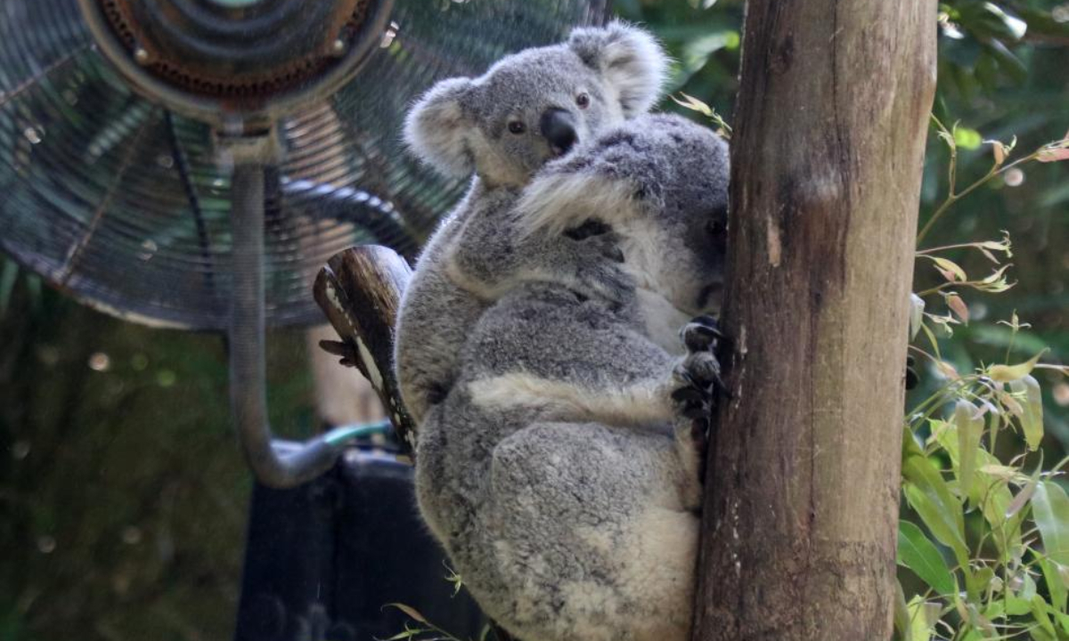 Koalas cool off next to a fan at Chimelong Safari Park in Guangzhou, south China's Guangdong Province, July 22, 2022. The zoo tries every means to help animals fend off the summer heat in recent days. Photo:Xinhua