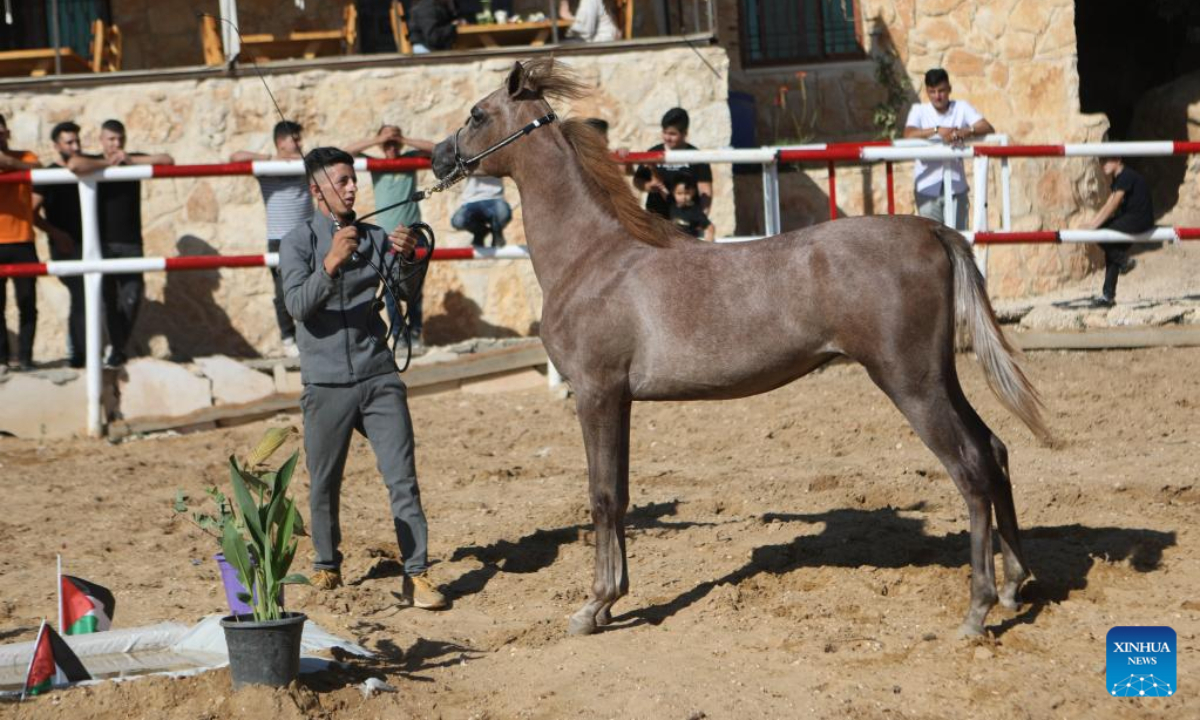 A Palestinian breeder leads an Arabian horse during a beauty contest for Arabian purebred horses in the West Bank city of Hebron, on July 22, 2022. Photo:Xinhua
