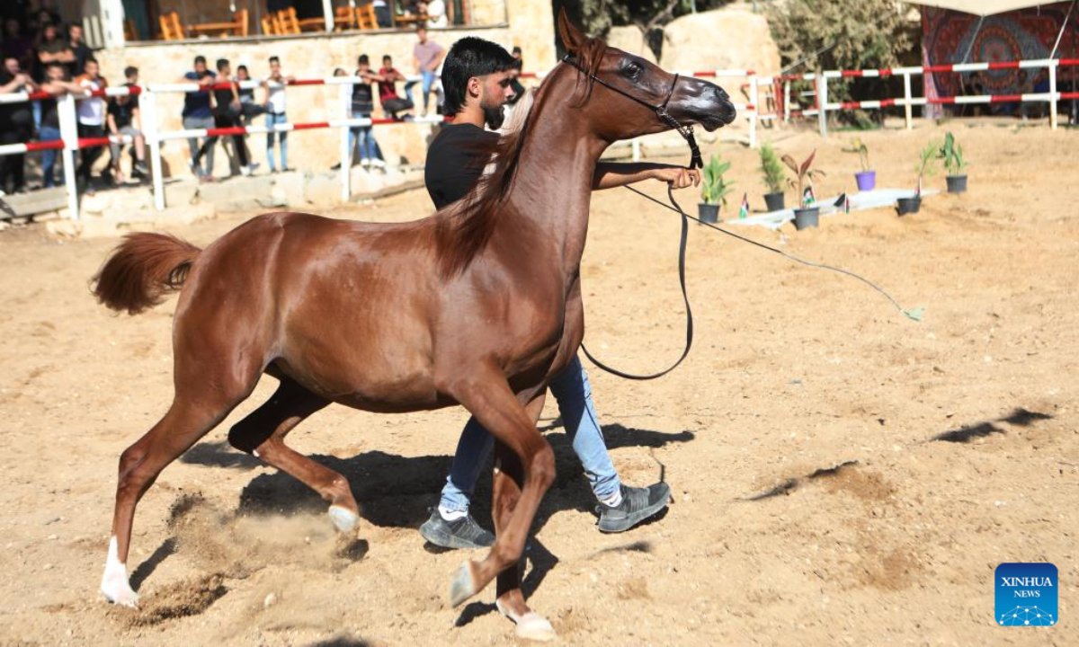 A Palestinian breeder leads an Arabian horse during a beauty contest for Arabian purebred horses in the West Bank city of Hebron, on July 22, 2022. Photo:Xinhua
