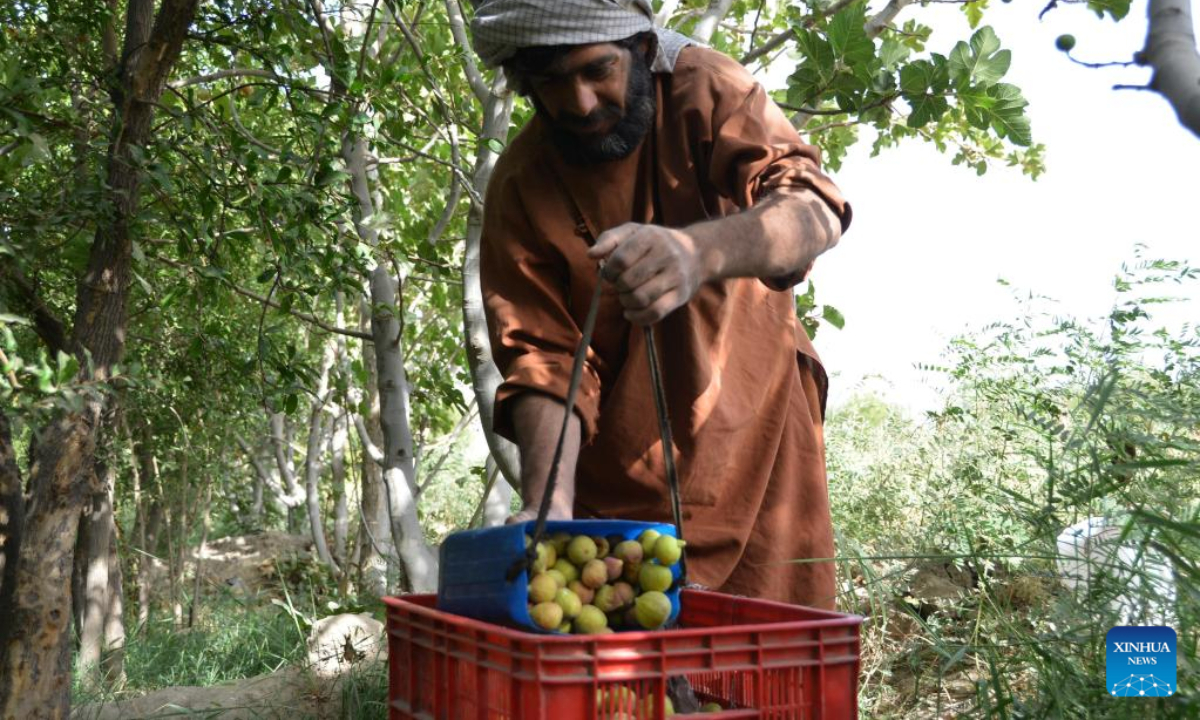 An Afghan farmer harvests figs in Kandahar province, Afghanistan, July 21, 2022. Photo:Xinhua