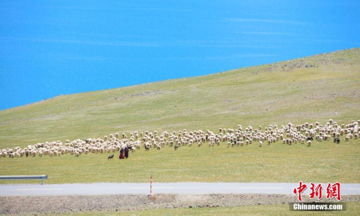 Herdsmen herd their sheep by a lake on Qiangtang Grassland at Baingoin County of Naqu in southwest China's Tibet Autonomous Region. Photo:China News Service