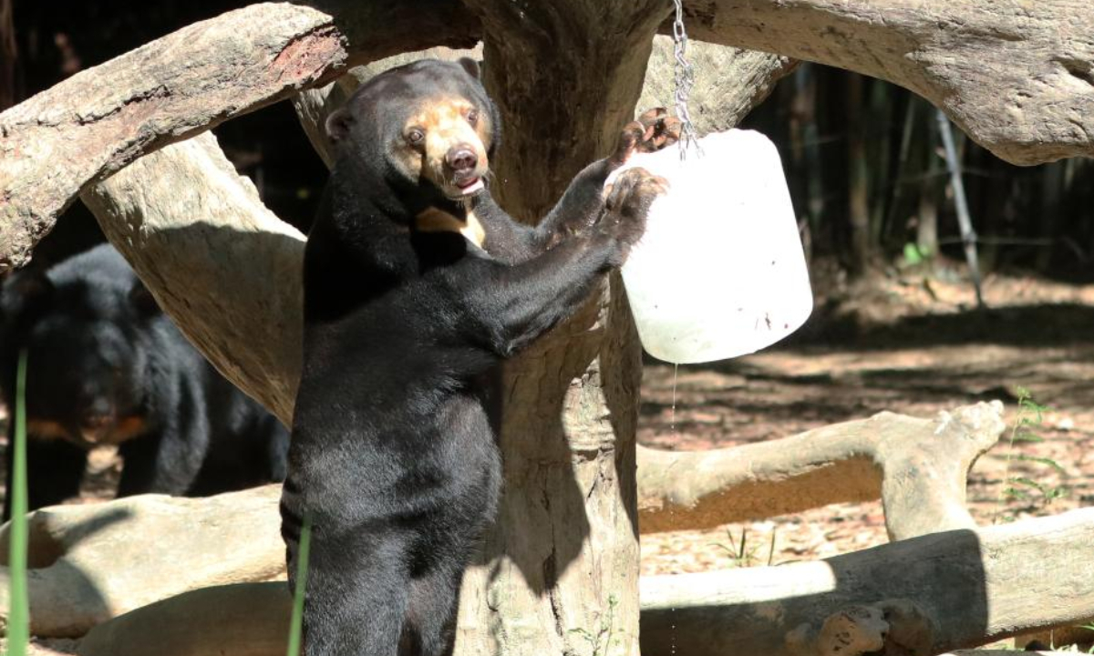 A black bear plays with an ice cube at Chimelong Safari Park in Guangzhou, south China's Guangdong Province, July 22, 2022. The zoo tries every means to help animals fend off the summer heat in recent days. Photo:Xinhua