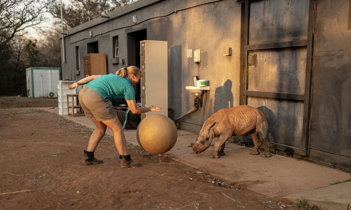 Yolande Van Der Merwe, manager at The Rhino Orphanage, plays with a young rhino calf at the Rhino Orphanage in an undisclosed location, Limpopo province, on July 14, 2022. Photo: VCG