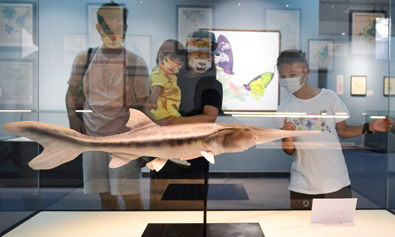 Visitors observe a specimen of a Chinese paddlefish at the Beijing Museum of Natural History on June 18, 2022. Photo: IC 