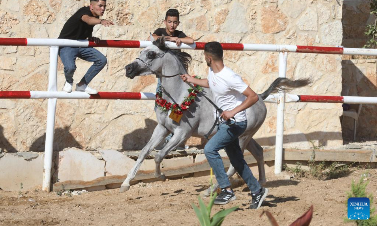 A Palestinian breeder leads an Arabian horse during a beauty contest for Arabian purebred horses in the West Bank city of Hebron, on July 22, 2022. Photo:Xinhua