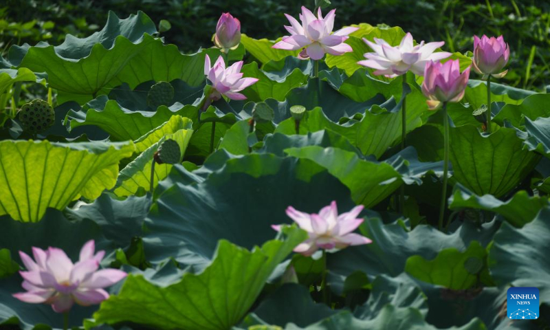Photo taken on July 21, 2022 shows lotus flowers in a lotus pond in Quanxin Village of Donglin Township, Huzhou, east China's Zhejiang Province. (Xinhua/Xu Yu)