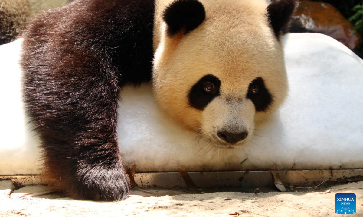Giant panda Shuaishuai lies on an ice cube at Chimelong Safari Park in Guangzhou, south China's Guangdong Province, July 22, 2022. The zoo tries every means to help animals fend off the summer heat in recent days. Photo:Xinhua