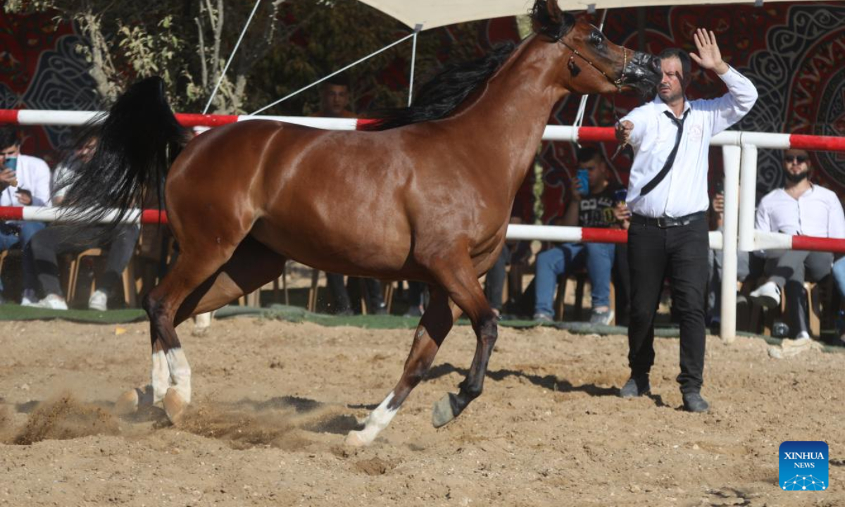 A Palestinian breeder leads an Arabian horse during a beauty contest for Arabian purebred horses in the West Bank city of Hebron, on July 22, 2022. Photo:Xinhua