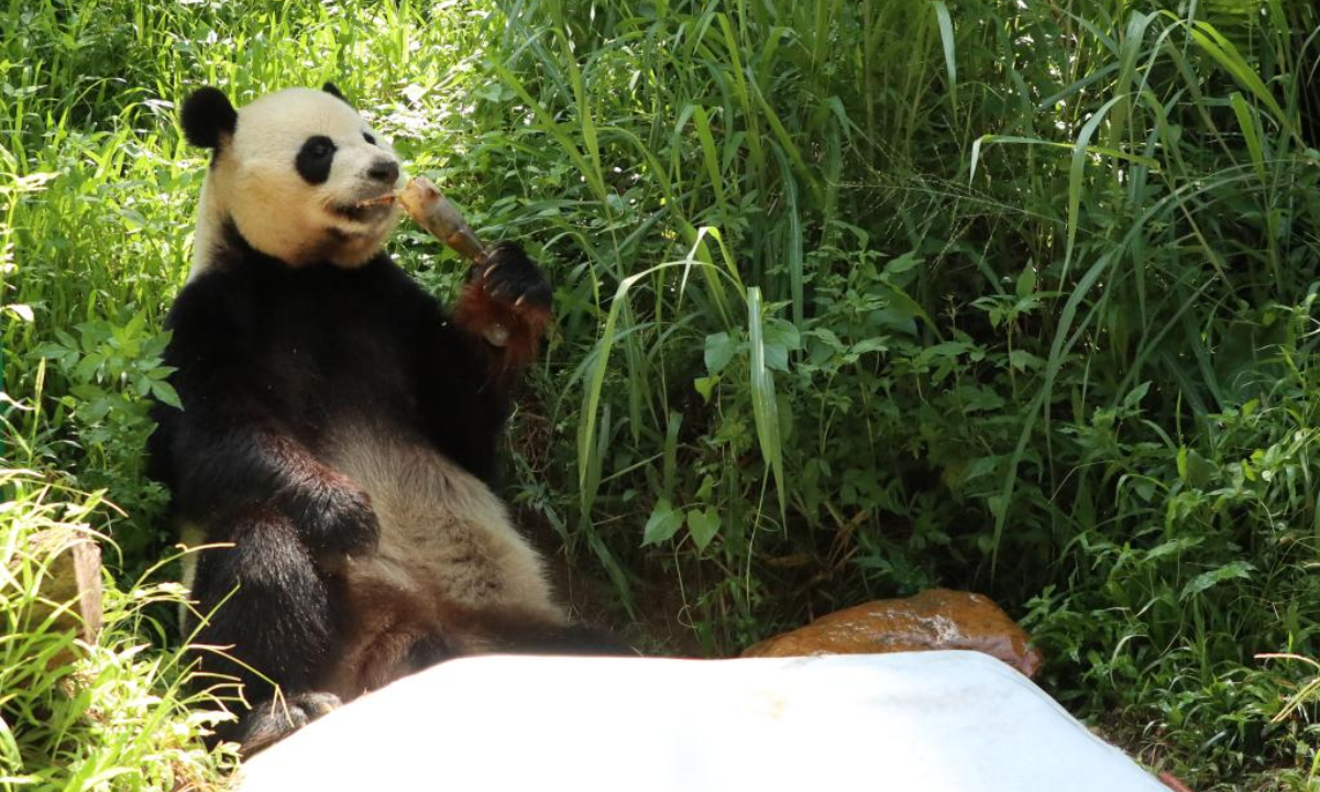 Giant panda Shuaishuai eats beside an ice cube at Chimelong Safari Park in Guangzhou, south China's Guangdong Province, July 22, 2022. The zoo tries every means to help animals fend off the summer heat in recent days. Photo:Xinhua