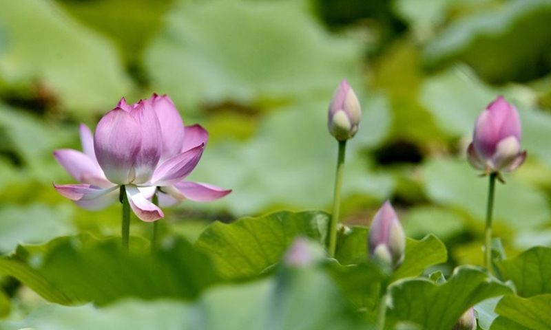 Photo taken on July 20, 2022 shows lotus flowers at Yuanmingyuan Park in Beijing, capital of China.(Photo: Xinhua)