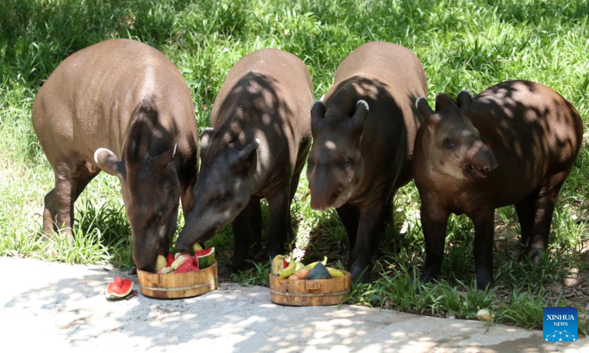 Brazilian Tapirs eat fruits at Chimelong Safari Park in Guangzhou, south China's Guangdong Province, July 22, 2022. The zoo tries every means to help animals fend off the summer heat in recent days. Photo:Xinhua