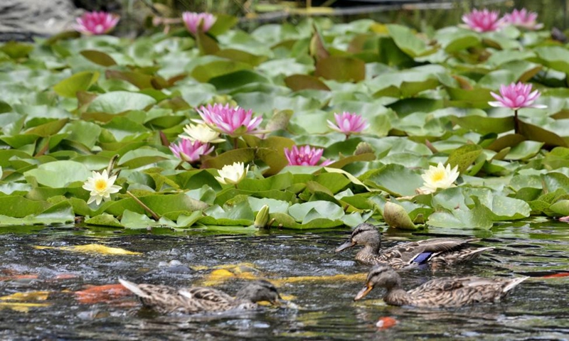 Photo taken on July 20, 2022 shows lotus flowers at Yuanmingyuan Park in Beijing, capital of China.(Photo: Xinhua)