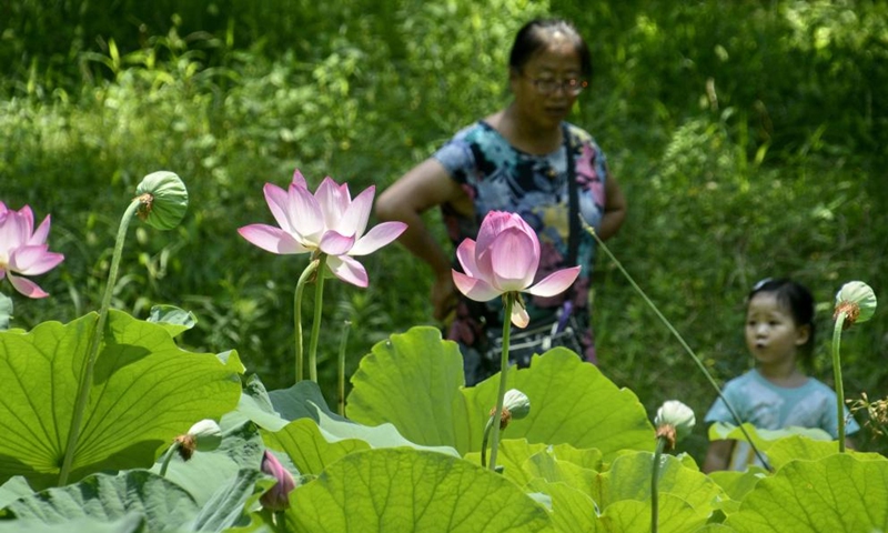 Photo taken on July 20, 2022 shows lotus flowers at Yuanmingyuan Park in Beijing, capital of China.(Photo: Xinhua)