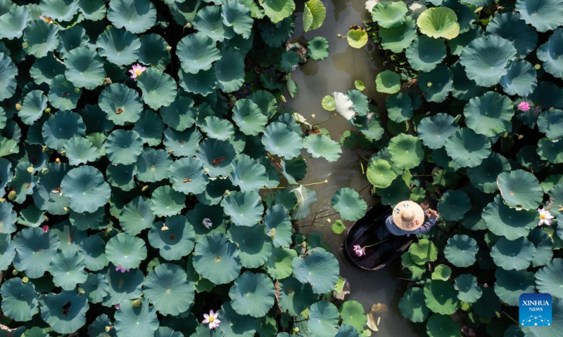 Aerial photo taken on July 21, 2022 shows farmers harvesting lotus flowers and seed pods in Quanxin Village of Donglin Township, Huzhou, east China's Zhejiang Province. (Xinhua/Xu Yu)
