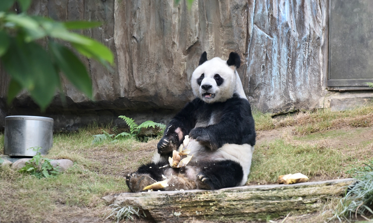 Giant Panda An An Photo: CFP